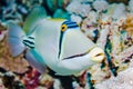 Picasso Triggerfish