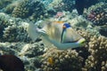 Picasso Triggerfish Royalty Free Stock Photo