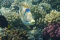 Picasso Triggerfish Royalty Free Stock Photo