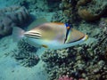 Picasso Triggerfish Royalty Free Stock Photo