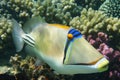 Picasso Triggerfish from red sea Royalty Free Stock Photo