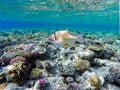 Picasso triggerfish Rhinecanthus aculeatus in clear waters in the Red Sea