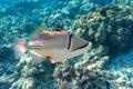 Picasso triggerfish Rhinecanthus aculeatus , coral fish on the coral reef.