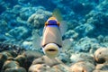 Picasso triggerfish Rhinecanthus aculeatus , coral fish on the coral reef.