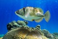 Picasso triggerfish (Rhinecanthus aculeatus) on the coral reef