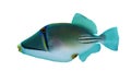 Picasso triggerfish