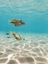 Picasso Triggerfish swimming Underwater