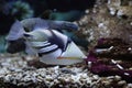 Picasso Triggerfish Royalty Free Stock Photo