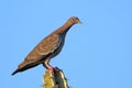 Picazuro Pigeon (Patagioenas picazuro) perched on the tip of a cactus Royalty Free Stock Photo