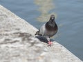 Piccione comune passeggia su di un muretto in pietra