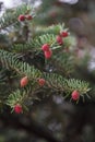 Picea abies Acrocona