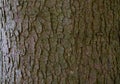 Tree bark texture of Picea abies or European spruce with beautiful rough pattern