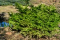 Picea abies Barryi dwarf conifer, planted in garden near pond. Decorative, low-growing, coniferous, dense shrub Royalty Free Stock Photo