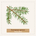 Picea abies - European spruce