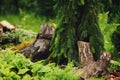 Picea abies Inversa, weeping conifer planted in garden with tree logs Royalty Free Stock Photo