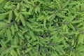 Picea abies Little Gem , rare dwarf conifer, planted in garden Royalty Free Stock Photo