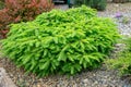 Picea abies Little Gem , rare dwarf conifer, planted in garden