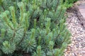 Picea abies Little Gem , rare dwarf conifer, planted in garden Royalty Free Stock Photo