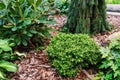 Picea abies `Little Gem`, rare dwarf conifer, planted in garden with picea abies `Inversa`