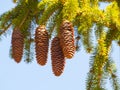 Picea abies - Norway spruce cones on a branch springtime Royalty Free Stock Photo