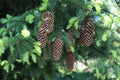 Picea abies. Norway spruce cones. Cones hanging from branch. Royalty Free Stock Photo