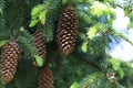 Picea abies. Norway spruce cones. Cones hanging from branch. Royalty Free Stock Photo