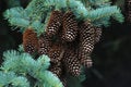 Picea abies. Norway spruce cones. Cones hanging from branch. Royalty Free Stock Photo