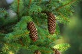 Picea abies. Norway spruce cones. Cones hanging from branch. Royalty Free Stock Photo