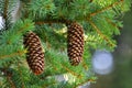 Picea abies. Norway spruce cones. Cones hanging from branch. Royalty Free Stock Photo