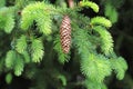 Picea abies. Norway spruce cones. Royalty Free Stock Photo