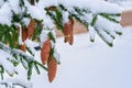 Picea abies the Norway spruce or European Spruce branches with  young long cones covered white fluffy first snow on winter Royalty Free Stock Photo