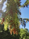 Picea abies or Picea excelsa from Pinaceae family.