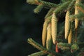 Picea abies with pine cones horizontal Gemeine Fichte