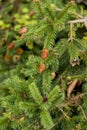 Picea abies Pusch- the Norway spruce Royalty Free Stock Photo