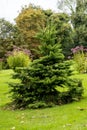 Picea abies Pusch- the Norway spruce