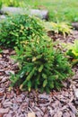 Picea abies `Pusch` planted in garden, rare dwarf conifer Royalty Free Stock Photo