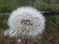 Picea abies at springtime in Norway