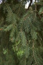 Picea abies tree close up Royalty Free Stock Photo