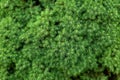 Picea glauca Conica, dwarf Alberta spruce decorative conifer tree texture, background