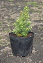 Picea glauca Conica sapling growing in the pot Royalty Free Stock Photo