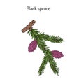 Picea mariana (black spruce)