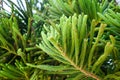 Picea mariana. Closeup of green tree. Vegetation of Greece