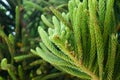 Picea mariana. Closeup of green tree. Vegetation of Greece