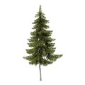 Picea obovata tree in the spring. Isolated for composition. Royalty Free Stock Photo