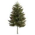 Picea obovata tree in summer, isolated for composition.