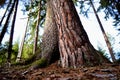 Picea and Pines, detail