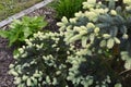 Picea Pungens Bialobok in spring. Conifer for garden