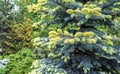 Picea pungens Bialobok with young, light-coloured shoots Royalty Free Stock Photo