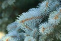 Picea Pungens - Blue Spruce Royalty Free Stock Photo