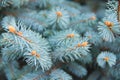 Picea pungens. Blue Spruce, Royalty Free Stock Photo